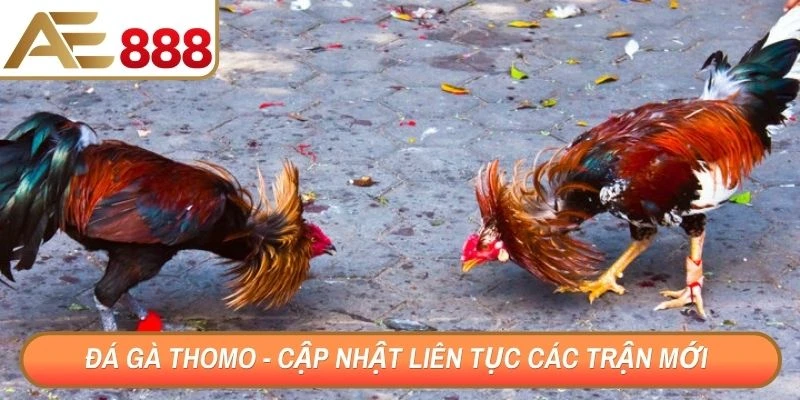Đá gà Thomo - Cập nhật liên tục các trận mới chất lượng