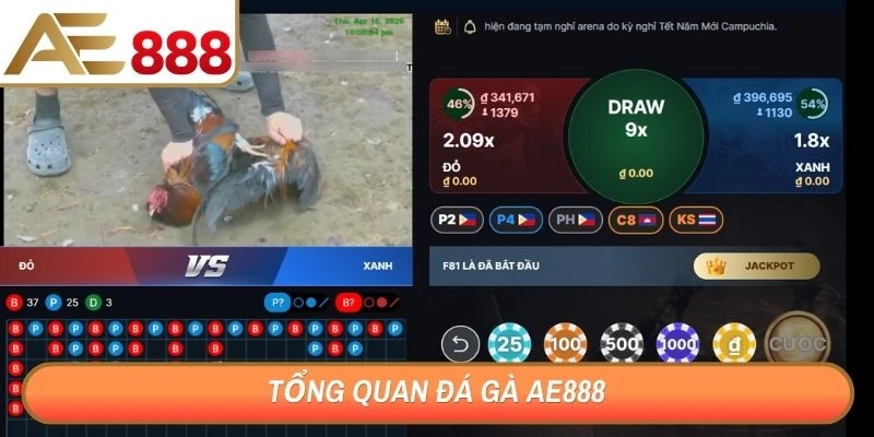Tổng quan đá gà AE888
