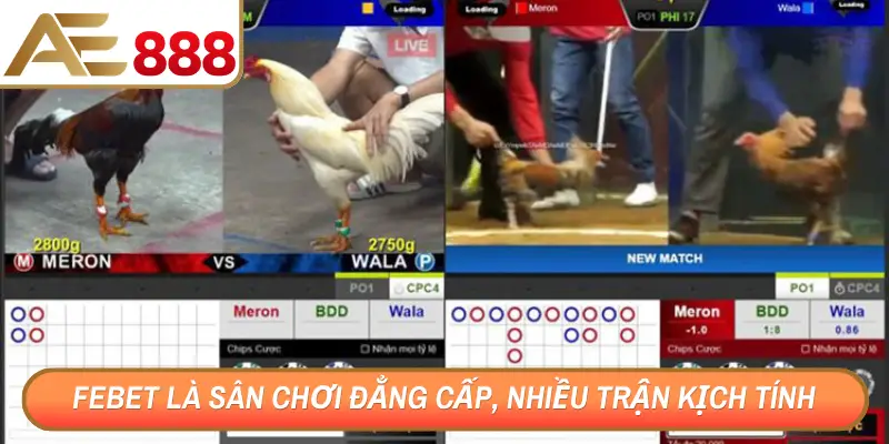 Febet là sân chơi đẳng cấp, nhiều trận kịch tính