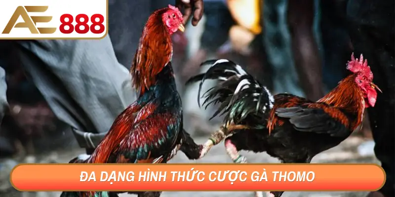 Đa dạng hình thức cược gà Thomo