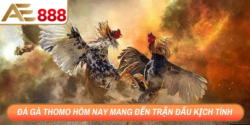 Đá gà Thomo hôm nay mang đến trận đấu kịch tính