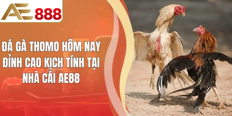 Đá Gà Thomo Hôm Nay Đỉnh Cao Kịch Tính Tại Nhà Cái AE88