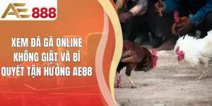 Xem Đá Gà Online Không Giật Và Bí Quyết Tận Hưởng AE88