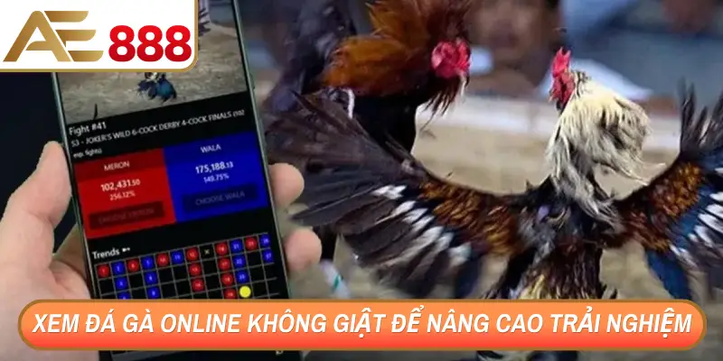 Xem đá gà online không giật để nâng cao trải nghiệm